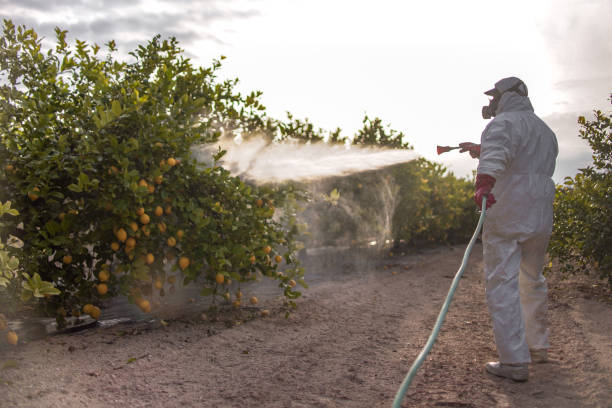 Best Bed Bug Extermination  in Crouch Mesa, NM