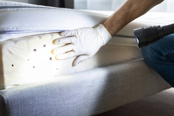 Best Pest Prevention Services  in Crouch Mesa, NM